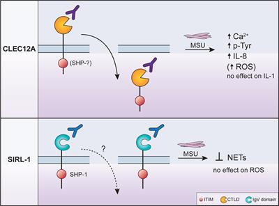 The Role of Inhibitory Receptors in Monosodium Urate Crystal-Induced Inflammation